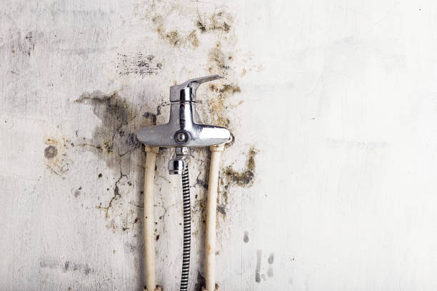 Mold Removal Process in North Bend, OR