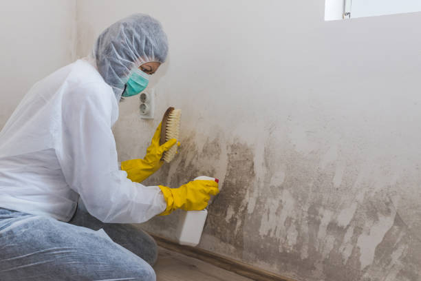 North Bend, OR Mold Removal Company