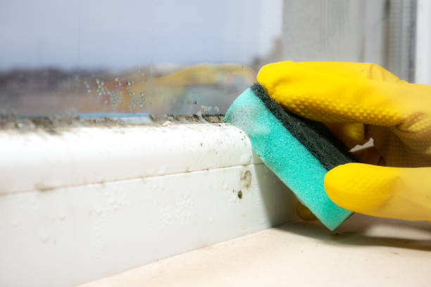 Best Same-Day Mold Removal  in Nth Bend, OR