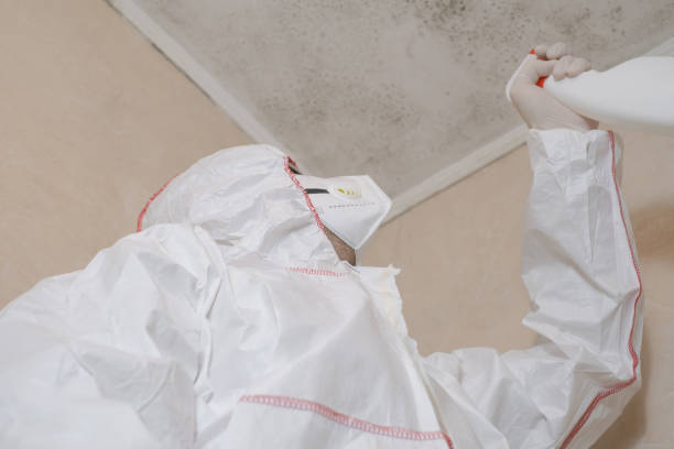 Best Black Mold Removal  in Nth Bend, OR