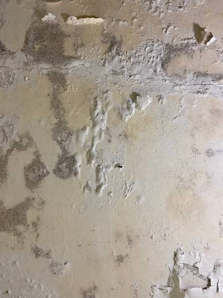 Best Mold Removal Near Me  in Nth Bend, OR