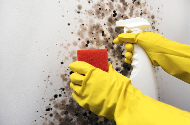 Best Mold Removal Company Near Me  in Nth Bend, OR