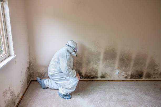 Mold Removal and Inspection in North Bend, OR