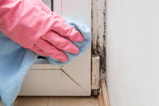 Best Emergency Mold Removal  in Nth Bend, OR