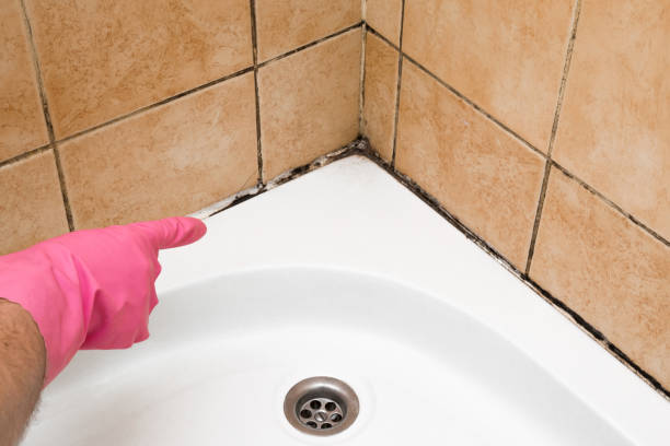 Best Black Mold Removal  in Nth Bend, OR