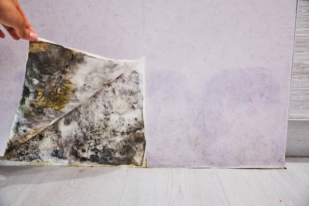 Best Mold Removal and Inspection  in Nth Bend, OR